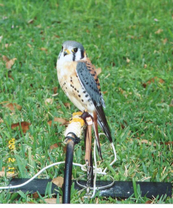 Apollo the American Kestrel