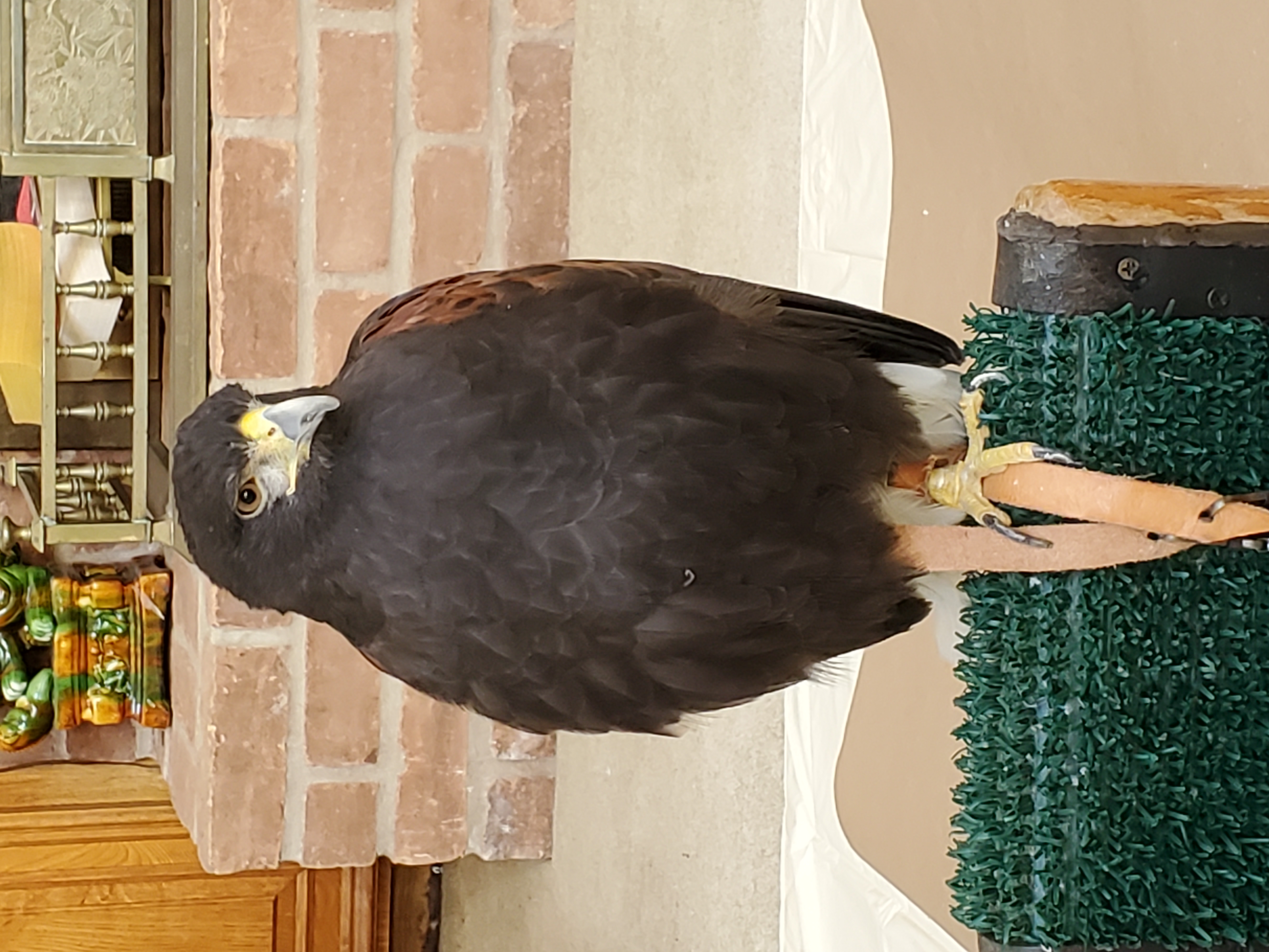 BB the Harris's Hawk