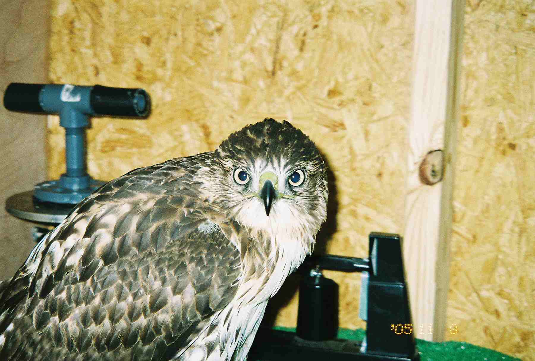 Bravo the Red-tailed Hawk