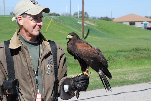 Farrah the Harris's Hawk