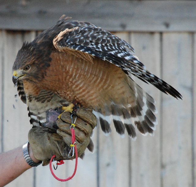 Ms. Elbert the Red-shouldered Hawk