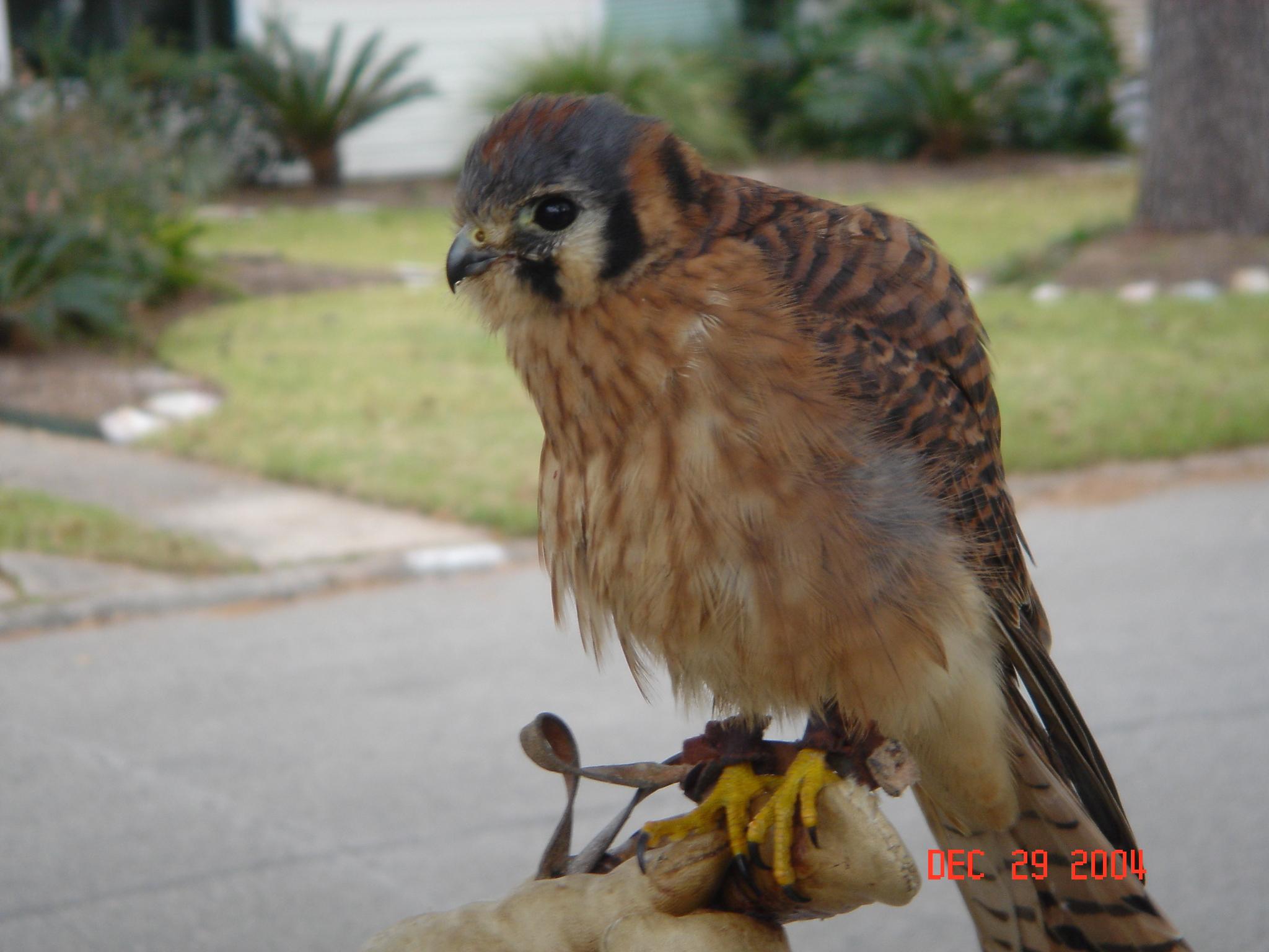 Alex the American Kestrel