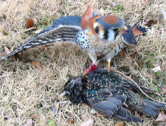 American Kestrel