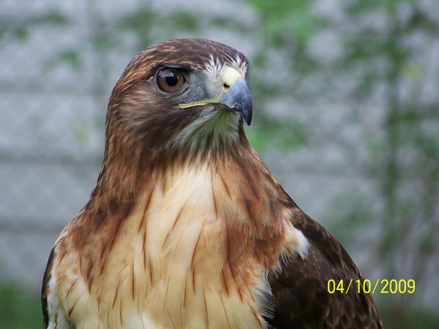 Cisco the Red-tailed Hawk