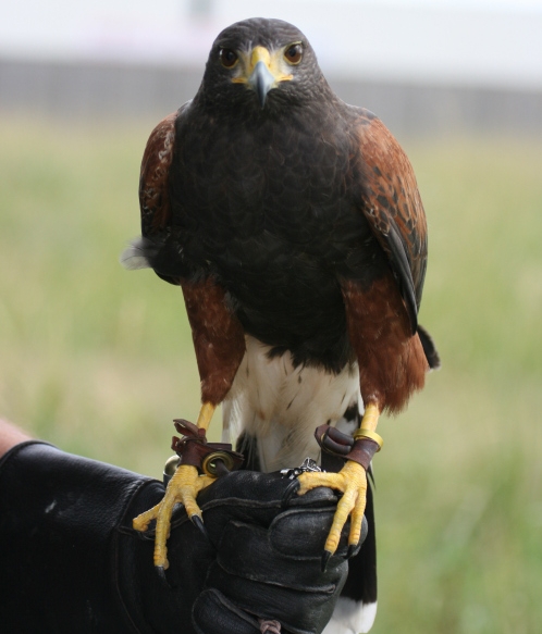 Dart the Harris's Hawk
