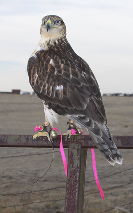 Ferruginous Hawk