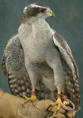 Northern Goshawk