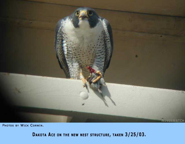 Peregrine Falcon
