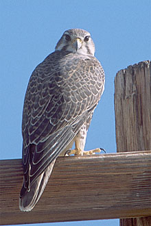 Prairie Falcon