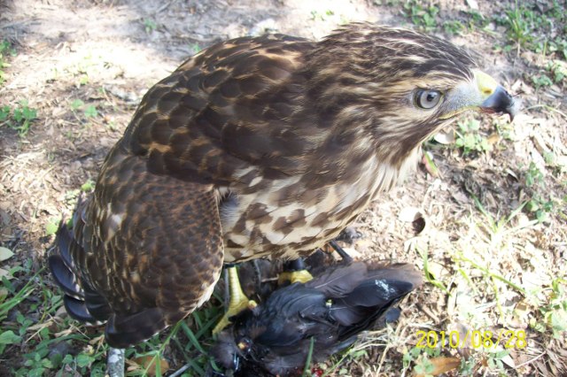 Red-shouldered Hawk - Ms. Elbert