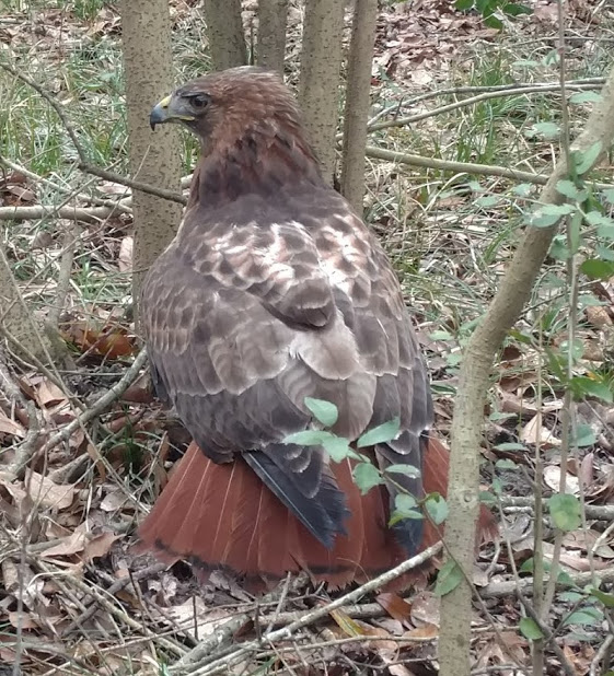 Red-tailed Hawk - Cisco