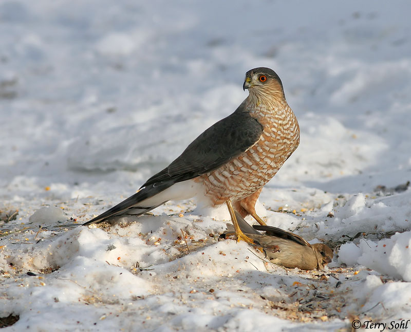 Sharp-shinned Hawk